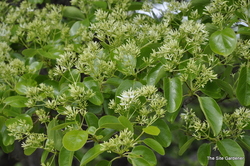 Chionanthus Chinese Fringetree — photo 5